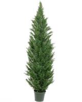 Cedar Pine